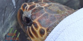 Na pulskoj Verudeli u more vraćene oporavljene glavate želve Ivan i Dančea