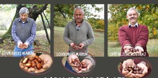 Istarski maruni i kesteni