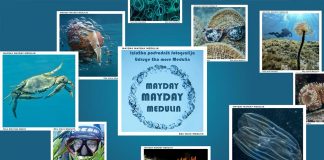 MAYDAY MAYDAY MEDULIN – izložba podvodne fotografije