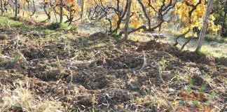 Za sprječavanje štete od divljači četiri milijuna kuna