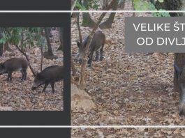 Sve veće štete od divljači na poljoprivrednim površinama