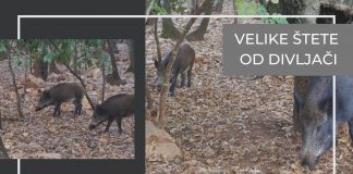 Sve veće štete od divljači na poljoprivrednim površinama