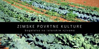 Medežija s istarskih njiva