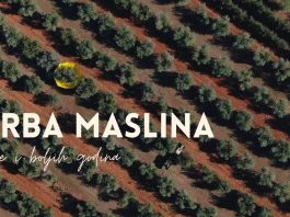 Pri kraju ovogodišnja berba maslina