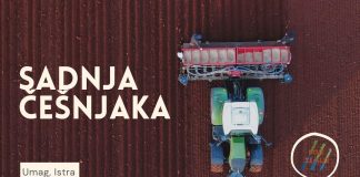 Sadnja češnjaka na istarskim njivama