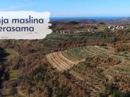 Sadnja maslina na terasama