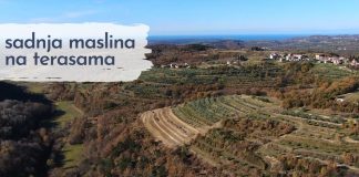 Sadnja maslina na terasama