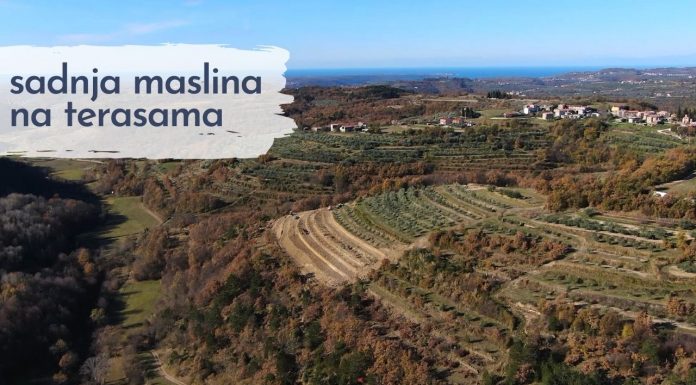 Sadnja maslina na terasama