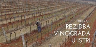Rezidba vinove loze u Istri