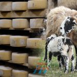 ZAŠTIĆENA OZNAKA IZVORNOSTI: Prijelazna nacionalna zaštita za ISTARSKI OVČJI SIR