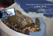 Na rehabilitaciju u pulski akvarij stigao Ivan