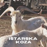 Istarska koza