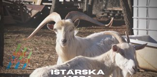 Istarska koza