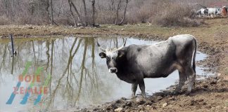 Istarske lokve u prošlosti i sadašnjosti