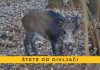 Štete od divljači se nastavljaju