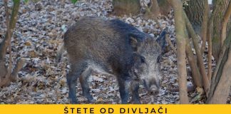 Štete od divljači se nastavljaju