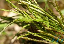 Došlo je vrijeme šparuga