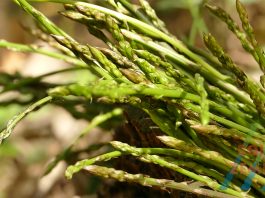 Došlo je vrijeme šparuga