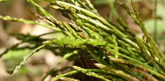 Došlo je vrijeme šparuga