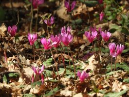 Ciklame su pravi vjesnici proljeća