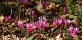 Ciklame su pravi vjesnici proljeća