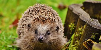 Ježevi su krenuli na put