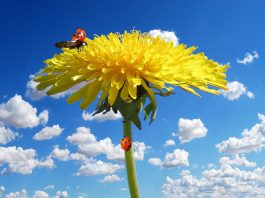 Maslačak je zdravlje na dohvat ruku