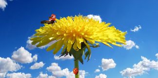 Maslačak je zdravlje na dohvat ruku