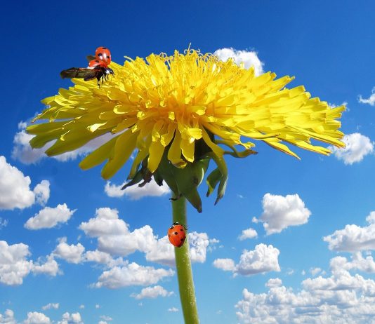 Maslačak je zdravlje na dohvat ruku