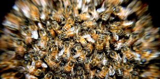Svjetski dan pčela: prilika za isticanje njihove važnosti