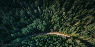 Svjetski je dan šuma