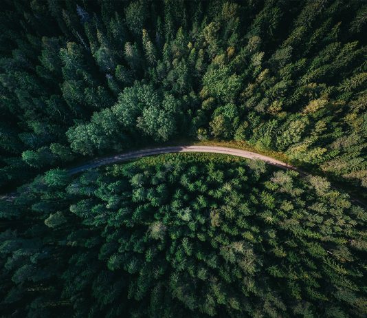 Svjetski je dan šuma