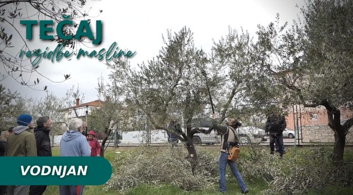 OTVORENE PRIJAVE za tečaj rezidbe maslina u Vodnjanu