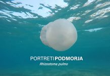 PORTRETI PODMORJA: Rhizostoma pulmo