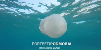 PORTRETI PODMORJA: Rhizostoma pulmo