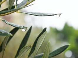 List masline kao prirodni antibiotik