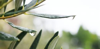 List masline kao prirodni antibiotik