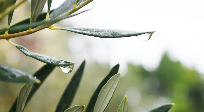 List masline kao prirodni antibiotik