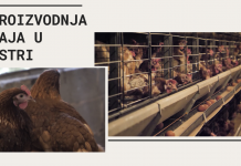 Proizvodnja jaja u Istri