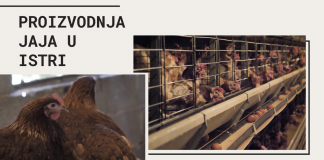 Proizvodnja jaja u Istri