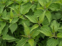 Jeste li jeli koprivu?