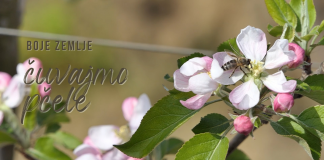 OPREZNIJE S PESTICIDIMA: Kontroliranom upotrebom pesticida radi očuvanja pčela