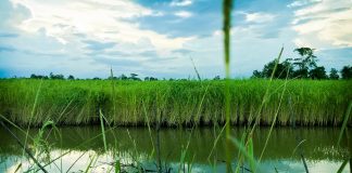 Uzgoj riže u dolini rijeke Raše?
