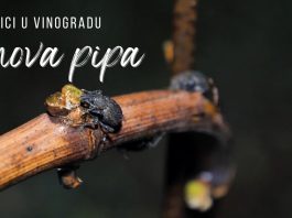ŠTETNICI U VINOGRADU: Vinove pipe