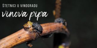ŠTETNICI U VINOGRADU: Vinove pipe