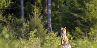 Započela proljetna oralna vakcinacija lisica