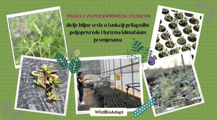 Mogućnost uzgoja samoniklog bilja