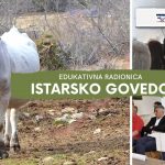 Istarsko govedo – edukativna radionica