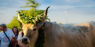 JAKOVLJA – najteži vol od 1420 kilograma