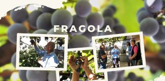 Zdravi grozdovi – nezdravo vino